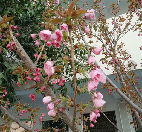 河南钢模板厂家的樱花树开花了