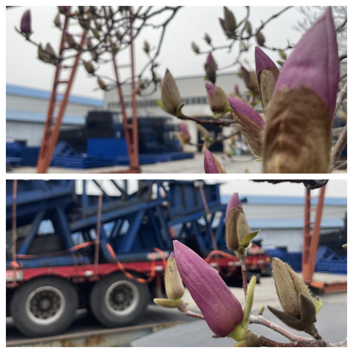 春满伟志,邀您共赴一场“钢”与“花”的约会